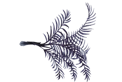 leaf - visual element